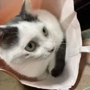 Kenji
