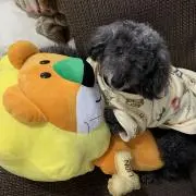 アムたんの画像