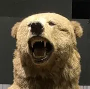 和泉⚠️プロフ必読の画像
