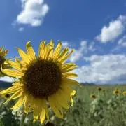 ひまわりの画像