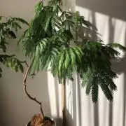 ちゃちゃの画像