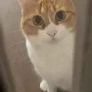 はぴ子