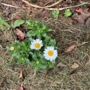 しばた