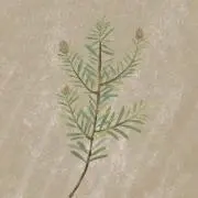 ケールの画像