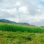 いのうえの画像