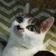 野ばらの画像