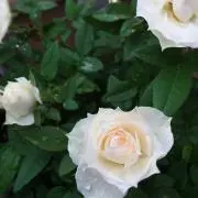 チロル24