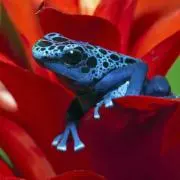 kairun