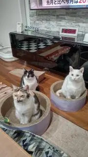 三毛猫かず  プロフ必読！の画像