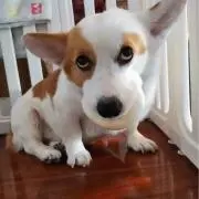 サマー
