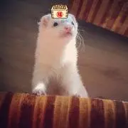 はるの画像