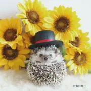 きゅんの画像