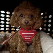 じゅあその画像