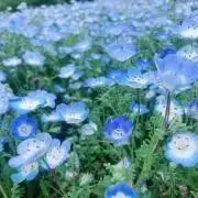 Nemo.bloomの画像
