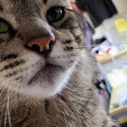 もりおの画像