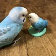 コージ