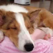 よっちゃんいかの画像