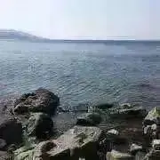 ボンゴレビアンコの画像