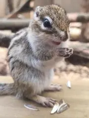 Remuの画像