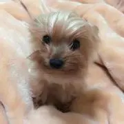 misa