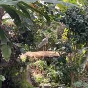 パ・トリック