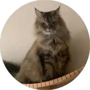 Noëlの画像