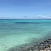 ゆの画像