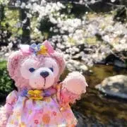 YOYOの画像