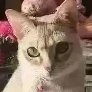 Toshieの画像