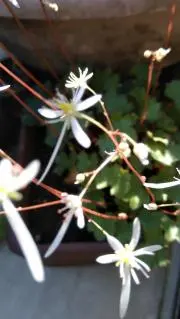 おいぬくんの画像