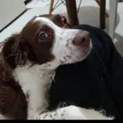 TASHI
