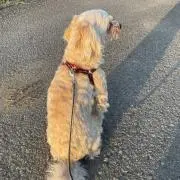 ばんの画像