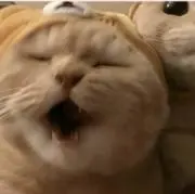 tamagoやきの画像