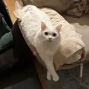 ハクの画像