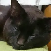 夏川
