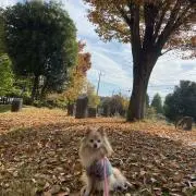 シュガーの画像