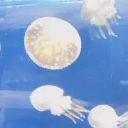 ね。の画像