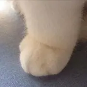 ペコ