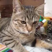 ロクちゃんの画像