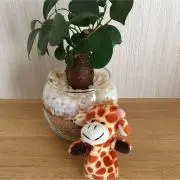 mi☆の画像