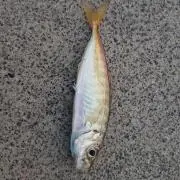 kegの画像