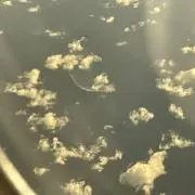 dogの画像