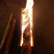 Gold 242の画像