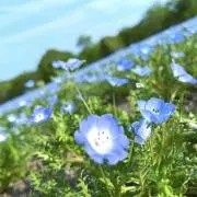 necoの画像