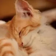 あくびちゃんの画像