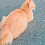 Asu____224の画像