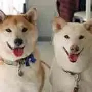 shibaの画像