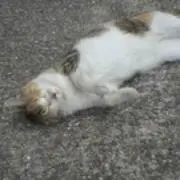 こんぺいとうの画像