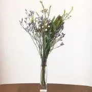 リンゴスター☆の画像
