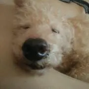 プロフ必読の画像